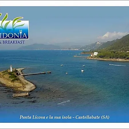 Posidonia